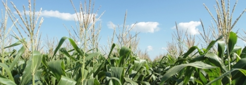 Mercado travado lança dúvidas sobre exportações de milho do Brasil