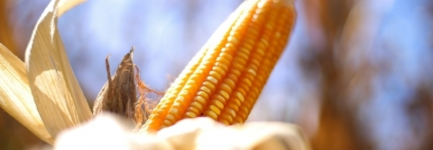 Paraná é único estado do Sul autossuficiente em milho