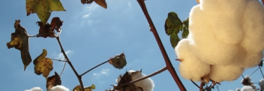 Exportação de algodão em abril cai 24,4% em volume e 5,2% em receita, diz MDIC