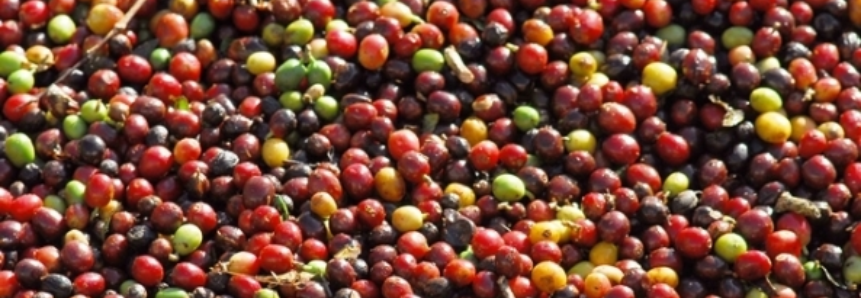 Brasil embarca 1,929 milhão de sacas de café em abril