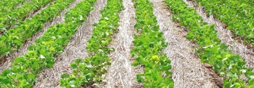 Abril termina com 10% da soja plantada nos Estados Unidos