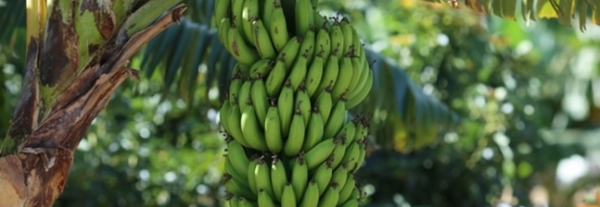 Banana: Menor demanda e acúmulo de frutas na roça pressionam nanica