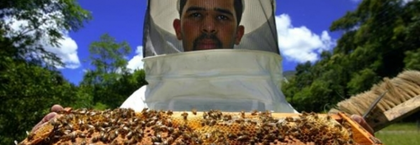 Safra recorde de mel em Santa Catarina