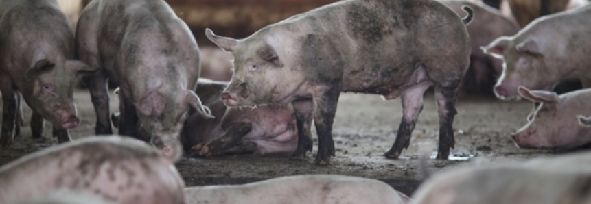Brasil continua a se beneficiar em cenário global para carne suína
