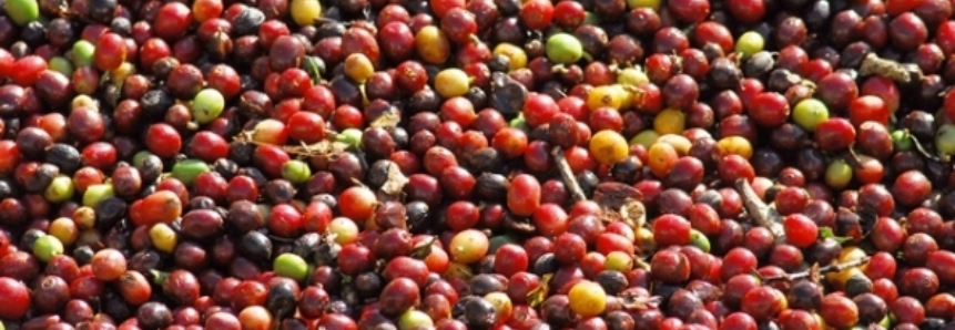 Produtores esperam colheita de café menor que a de 2016, em Rio Bananal (ES)