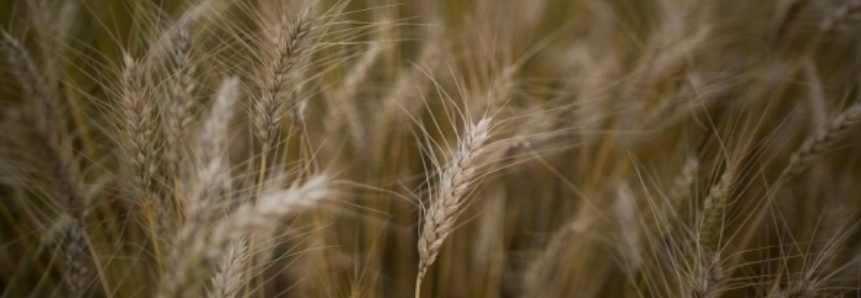 FAEP solicita mais recursos para seguro do trigo