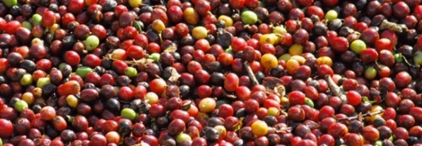El Niño pode afetar reconstrução de estoques de café