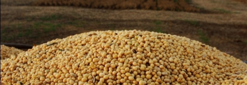 Em Mato Grosso do Sul, produção de soja é recorde, mas preço ameaça investimentos