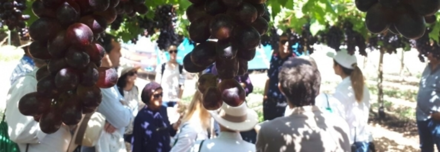 Adidos Agrícolas visitam fazendas produtoras de uva e manga na Bahia