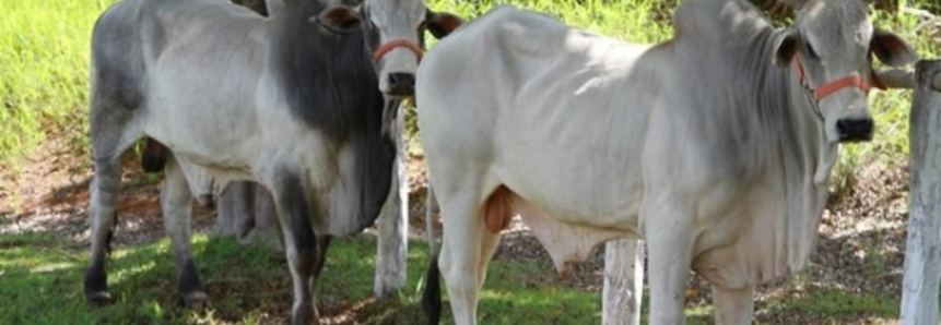 Agroconsult: confinamento de bovinos pode crescer até 15% em 2017