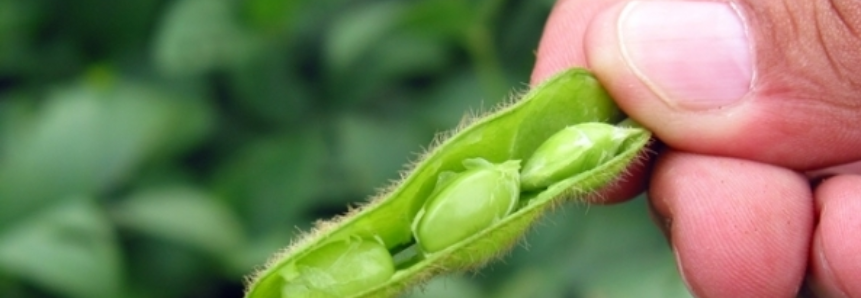 EUA iniciam plantio da soja e aceleram o de milho