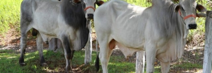Abate de bovinos deve subir quase 10% no Brasil em 2017, aponta Agroconsult