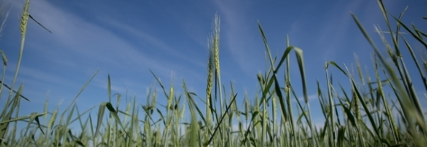 Paraná interrompe plantio do trigo em função do clima