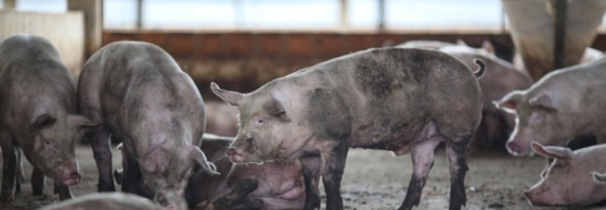 Suíno: Competitividade da carne aumenta frente à bovina