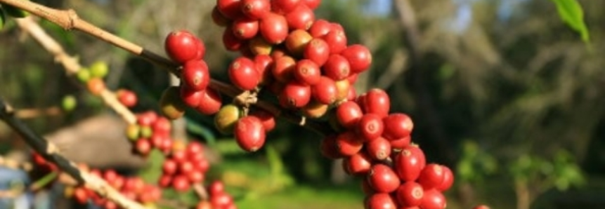 Colheita de café robusta 2017/18 começa no ES e pressiona preços, diz Cepea