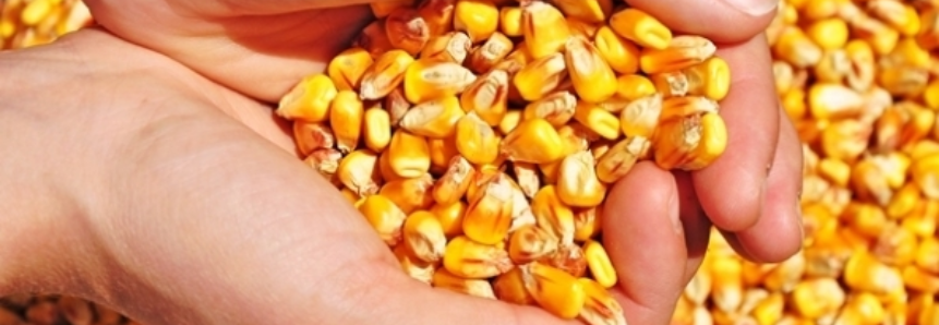 Lento, plantio de milho nos EUA chega a 6% da área