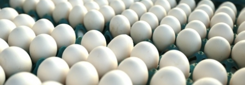 Exportação de ovos comerciais em março de 2017