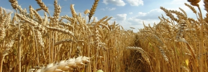 Importação de trigo atinge maior patamar em 21 anos mesmo com produção recorde