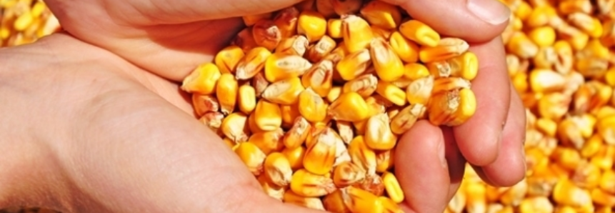 Volume exportado de milho em fevereiro recua 91%, revela MDIC