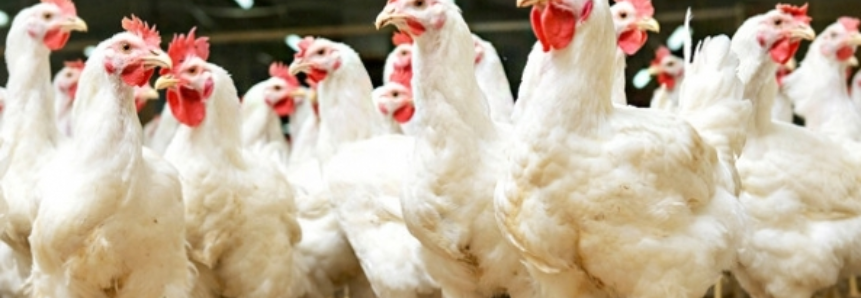 Exportações de frango têm o melhor fevereiro da história