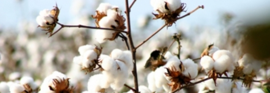 Mercado interno de algodão está mais atrativo, diz Cepea