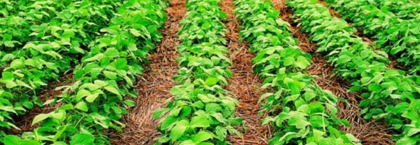 Goiás estima a produção de 10,5 milhões de toneladas de soja nesta safra
