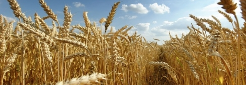 Trigo: Ritmo de negócios envolvendo farinha aumenta, aponta Cepea