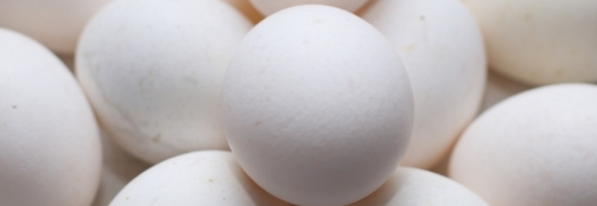 Mercado de ovos segue calmo e com preços estáveis