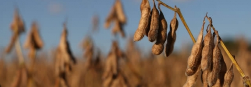 70% da colheita da soja já foi concluída no Paraguai