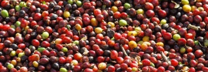 Exportação mundial de café cresce 8,8% em maio, confirma OIC
