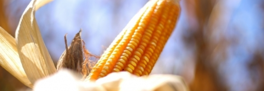 Em Chicago, milho tem nova alta nesta 6ª feira com influência do clima nos EUA e valorização do trigo