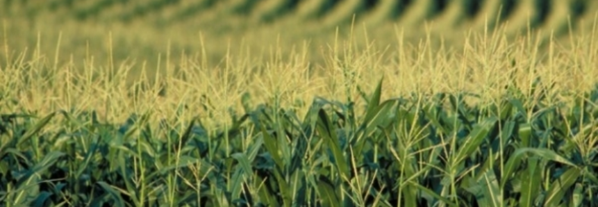 Focado nas chuvas no Meio-Oeste e no plantio da nova safra, milho inicia semana em campo negativo na CBOT