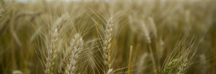 Brasil deve produzir 5,6 milhões de t de trigo, diz USDA