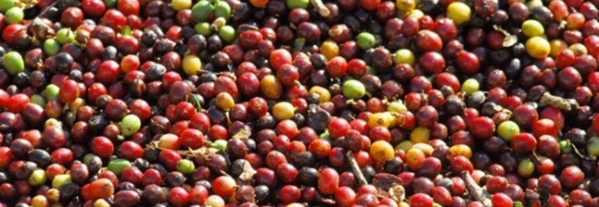 Colheita de café de cooperados da Cooxupé avança para 17,56% do total