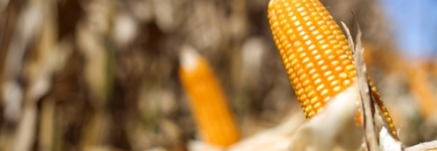 Colheita de milho do Paraná avança pouco; plantio de trigo atinge 86% da área