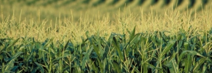 Safra de milho é semeada e colheita de soja avança em Mato Grosso do Sul