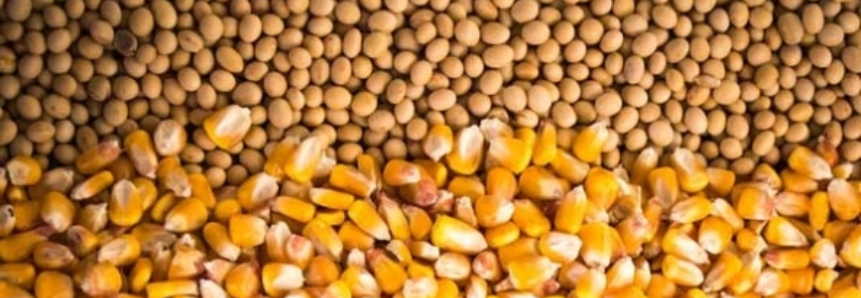 Colheita do milho atinge 43% e da soja 13% no Rio Grande do Sul