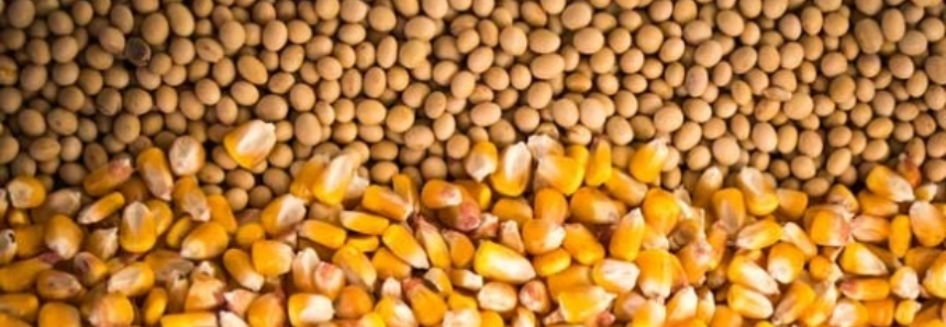 Deral eleva previsão de colheita de soja no Paraná, mas reduz a de milho safrinha
