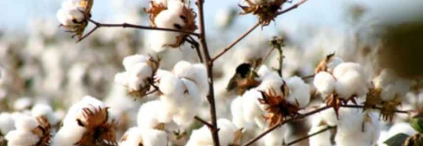 USDA projeta área plantada de algodão em 2017/18 de 4,65 mi de hectares