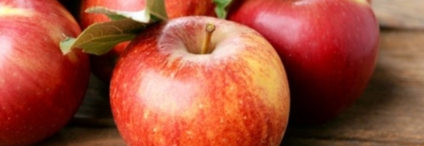 Santa Catarina terá uma das melhores safras da maçã da história