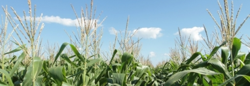 AgRural estima que colheita de milho atinge 4,9% no Centro-Sul