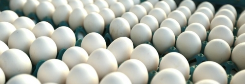 Países importadores de ovos comerciais em janeiro de 2017