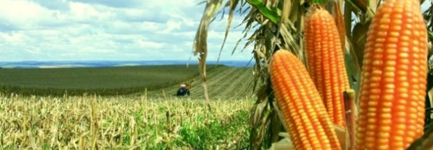 Produtores do Mato Grosso do Sul já plantam milho safrinha apesar do custo da semente