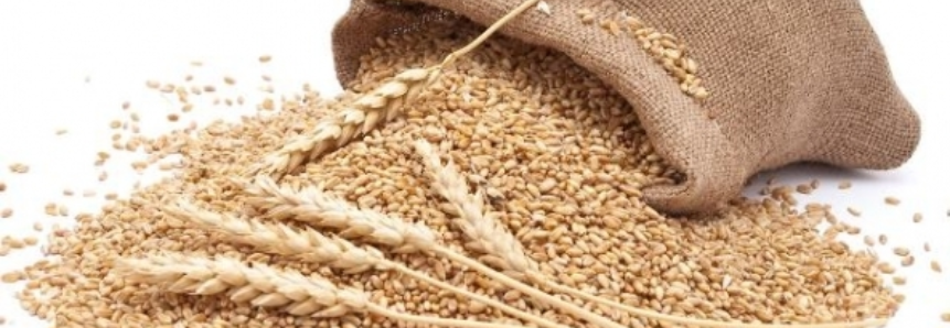Tempo para exportação de trigo é extremamente reduzido