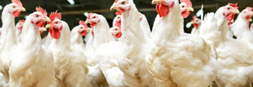 Instrução Normativa aumenta rigor na prevenção da gripe aviária