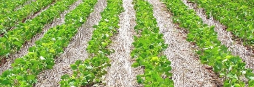 USDA aumenta estoques de soja dos EUA nas safras velha e nova