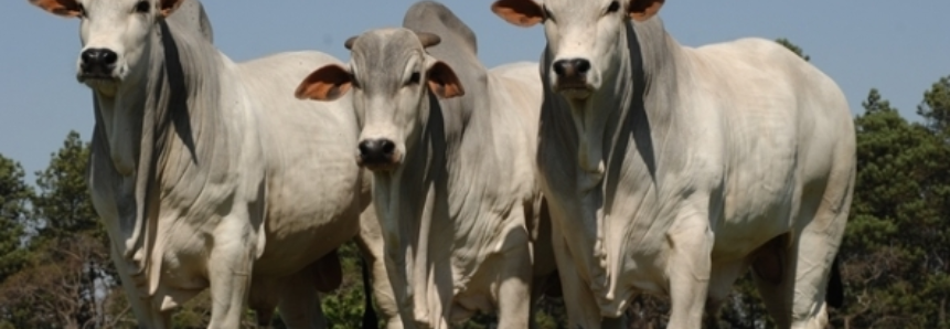 Poucas movimentações e estabilidade no mercado do boi gordo