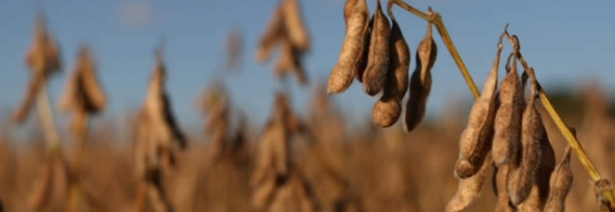 Mato Groso do Sul já colheu quase um quarto da área plantada com soja na safra 16/17