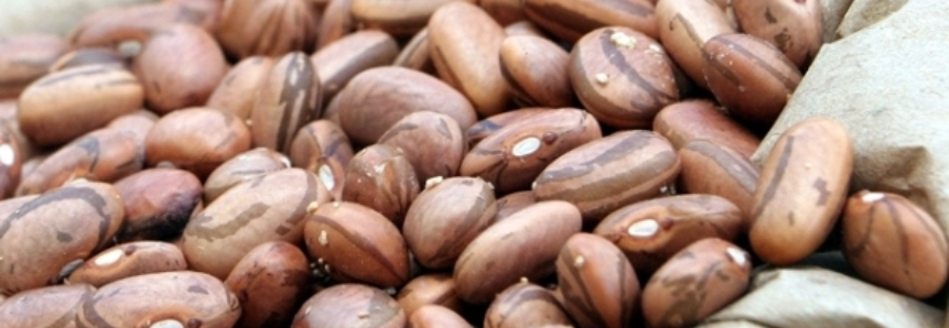 Agricultores perdem 80% da safra do feijão em Içara (SC)