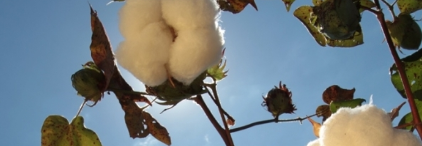 Clima favorece produção de algodão na Bahia